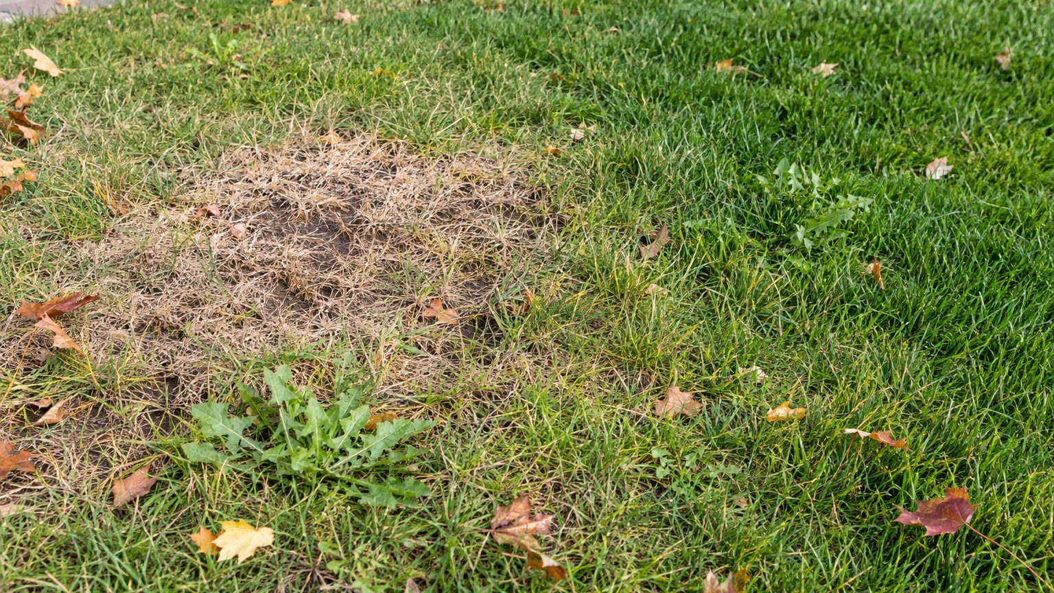 Lawn Problems and Solutions in South Dakota