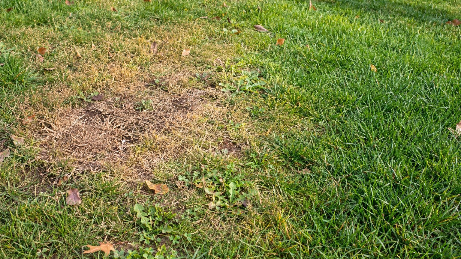 Lawn Problems and Solutions in Tennessee