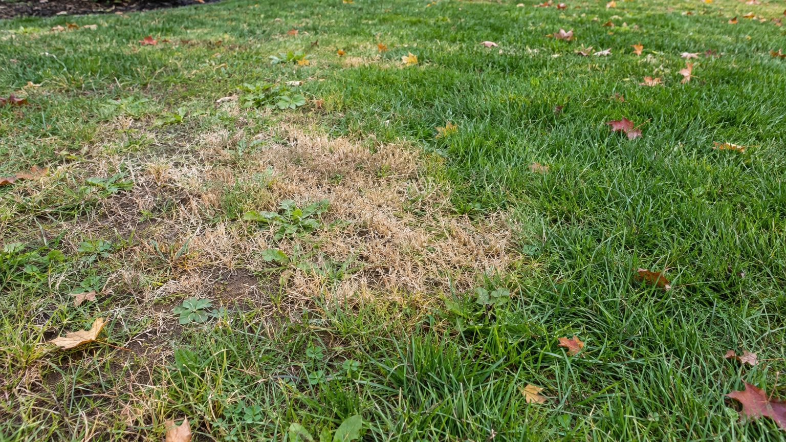 Lawn Problems and Solutions in Vermont