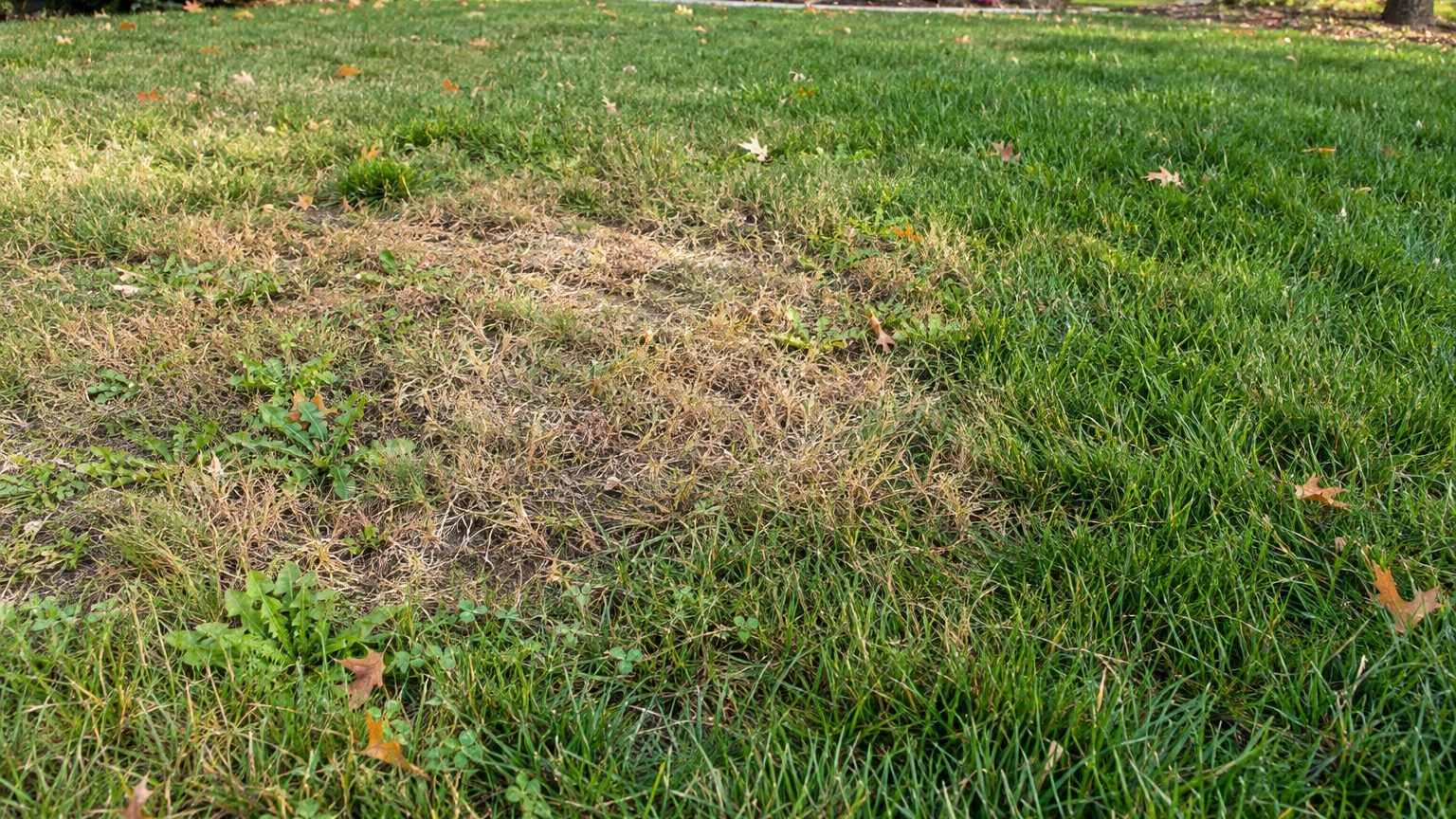 Lawn Problems and Solutions in Virginia