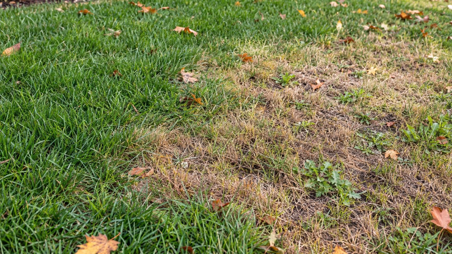 Lawn Problems and Solutions in Washington