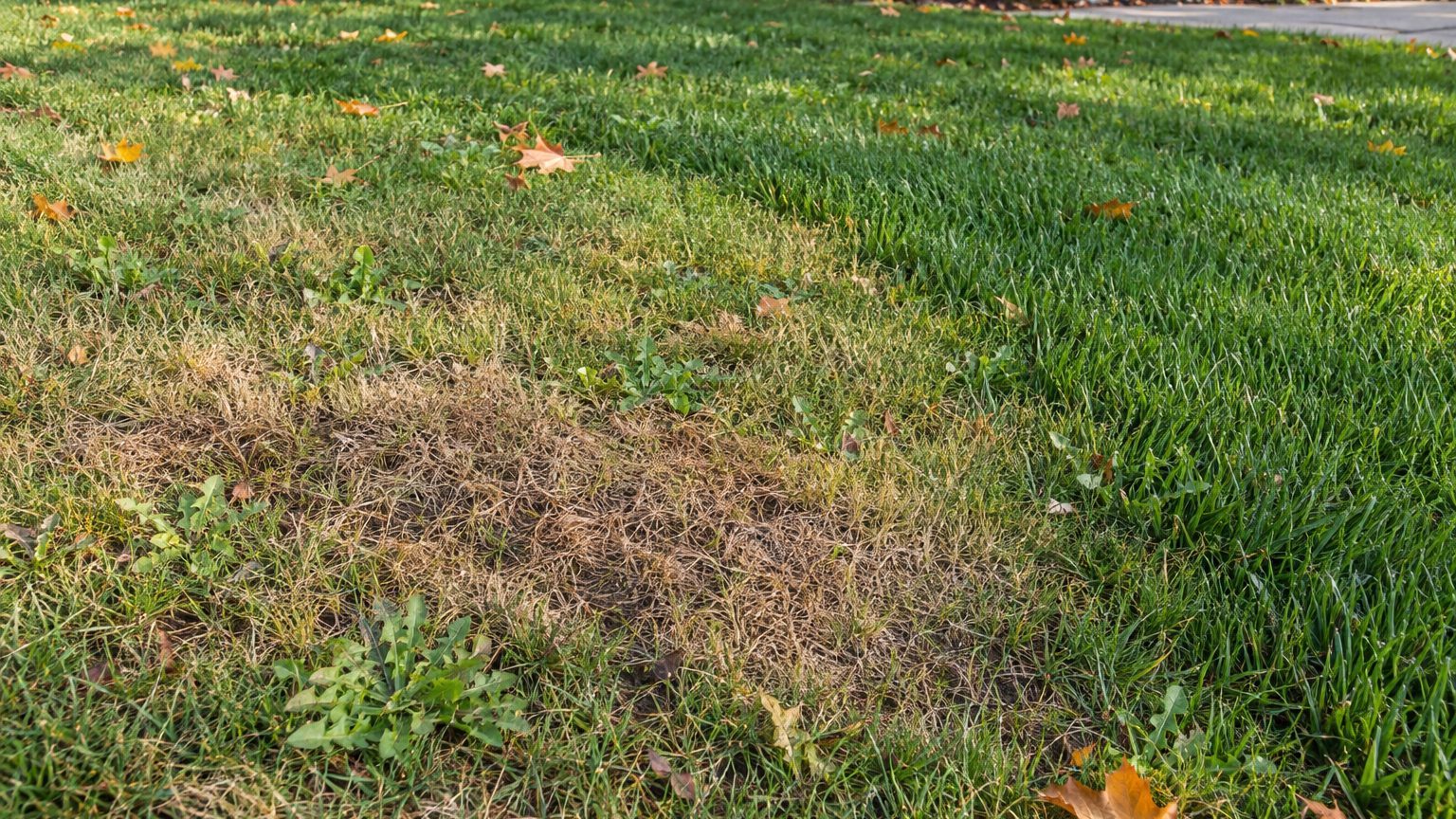 Lawn Problems and Solutions in Wisconsin