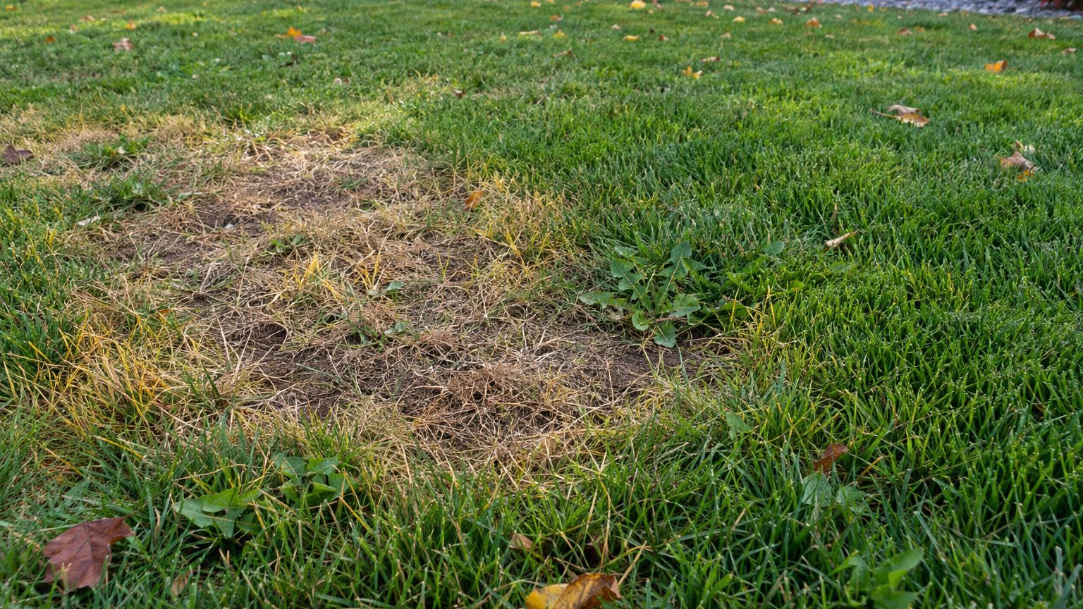 Lawn Problems and Solutions in Wyoming